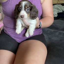 Dachshund Puppies from JK Kennel