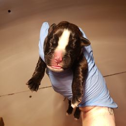 Boxer Puppies from SmashBox Kennel