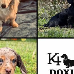 Dachshunds from K4 Doxies