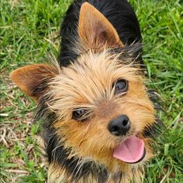 W - Black and tan male Yorkshire Terrier puppy in Greer, South Carolina from Mischief Managed Farm