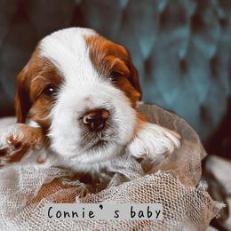 Cavalier King Charles Spaniel and Cavapoo Puppies from Cavapoo Puppy Parade