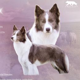 Border Collies from Amethyst Border Collies