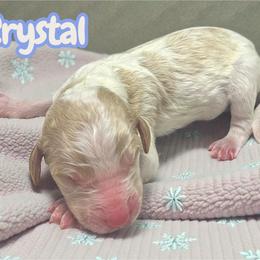 Crystal - Parti female Goldendoodle puppy in Ellenburg Center, New York from Kristin's Puppies