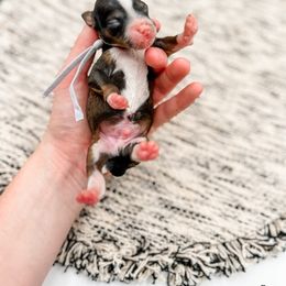 Monopoly - Merle male Bernedoodle puppy in Belton, South Carolina from Poodley Doodley Doo