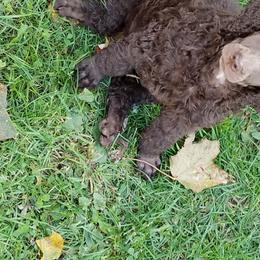Poodle Puppies from RK'S Pets