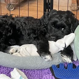 Portuguese Water Dogs from Sunnybay Portuguese Water Dogs