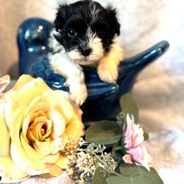 Havanese Puppies from palmetto puppies