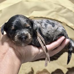 Brown Collar - Merle female Cockapoo puppy in Palm Beach County, Florida from Benji’s Cockapoos