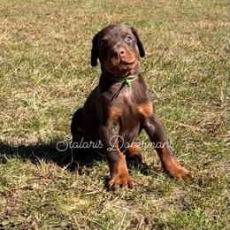 Green collar - Red and rust male Doberman Pinscher puppy in North Judson, Indiana from Stalaris Dobermans