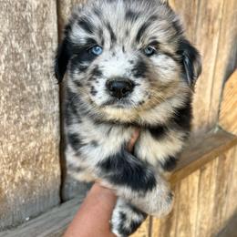 Spade - Blue merle male Australian Shepherd puppy in Whitwell, Tennessee from Owl Hollow Farm