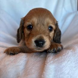Maple - Cream female Dachshund puppy in West Plains, Missouri from Little Legs Legacy
