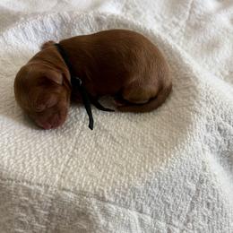 Mr Black - Red male Cavapoo puppy in Nampa,, Idaho from Clig Doodle Days