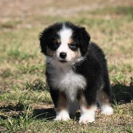 Alistair - Black tri male Miniature American Shepherd puppy in Snyder, Texas from RLA Miniature American Shepherds