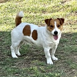 Sonny - Jack Russell Terrier