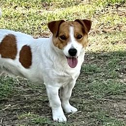 Sonny - Jack Russell Terrier