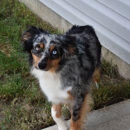 Vi - Miniature Australian Shepherd