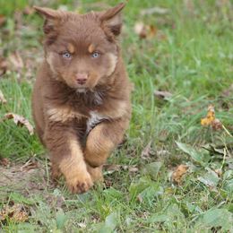 Australian Shepherd Puppies from C&J Australian Shepherds