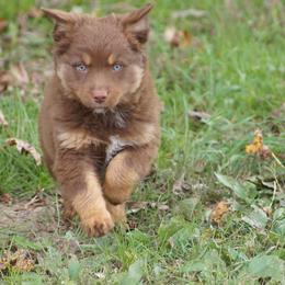 Australian Shepherd Puppies from C&J Australian Shepherds