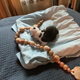 Fudge - Sable and white male Tibetan Terrier puppy in Virginia from Tripitaka