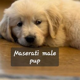 Maserati - Light golden male Golden Retriever puppy in Fowlerville, Michigan from Gratz Kennels