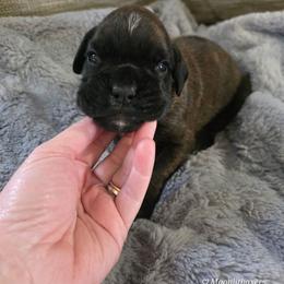 Brindle boy - Brindle male Boxer puppy in Thompson, Pennsylvania from Moonlitboxers