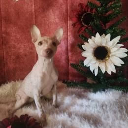 Lexi - Bringing Holiday Cheer Wherever She Goes - White and chocolate female American Hairless Terrier puppy in Lebanon, Missouri from Hearts Companions