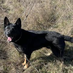 G - German Shepherd