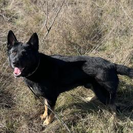 G - German Shepherd