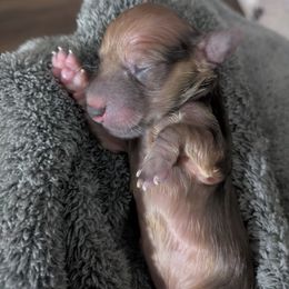 6 shaded cream. - Cream male Dachshund puppy in Central Point, Oregon from MRS Long Dog Ranch