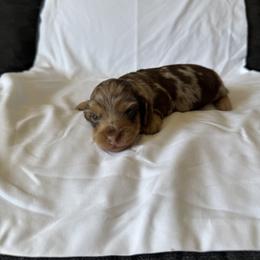 Mocha - Dapple female Dachshund puppy in Perris, California from Doxie_pupps