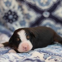 Birch - Tri-color male Bernese Mountain Dog puppy in Williamston, South Carolina from Dutton Dog Co & Dalla Grazia Doberman