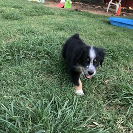 Australian Shepherd Puppies from Azzo Aussies