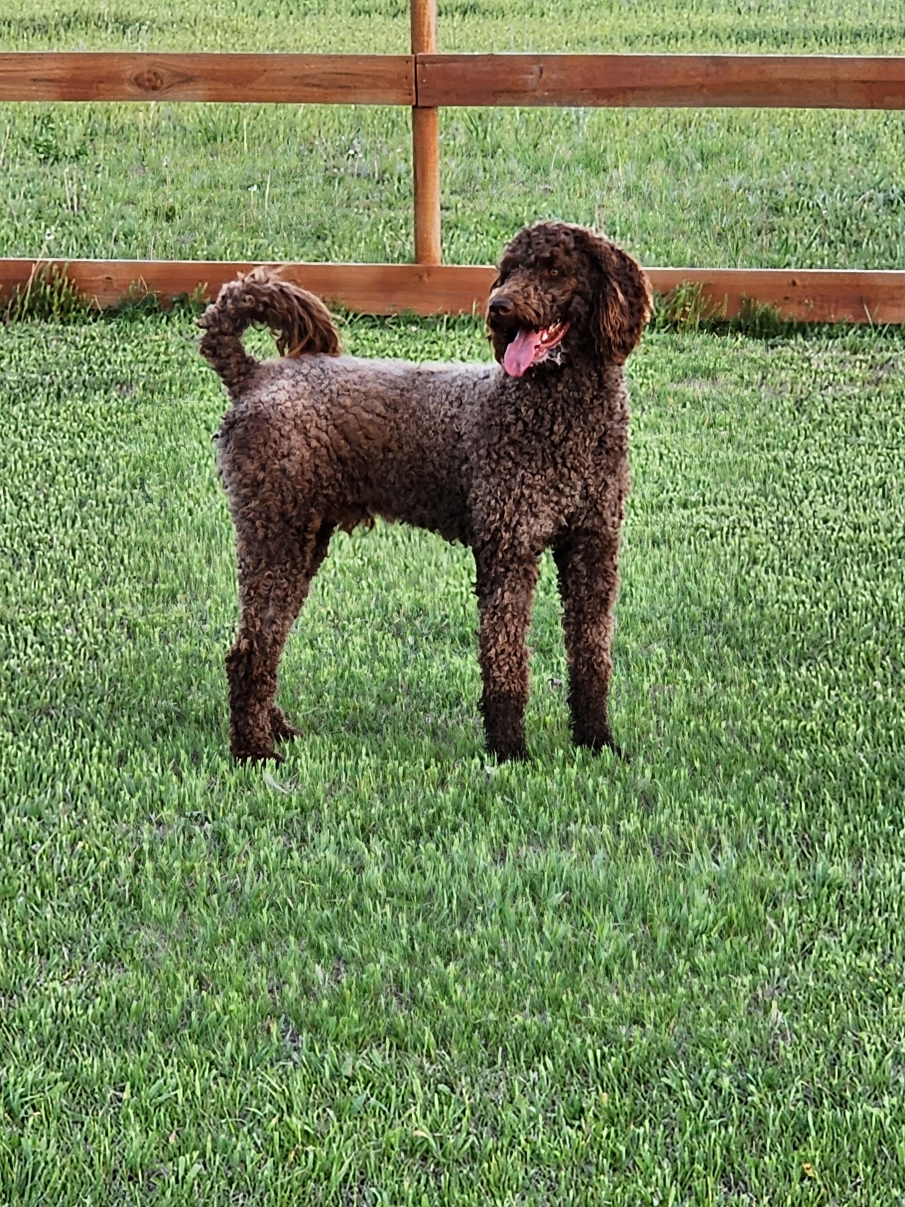Jill's Labradoodles in Kansas Labradoodle puppies Good Dog