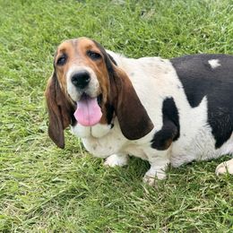 Sussie Q - Basset Hound
