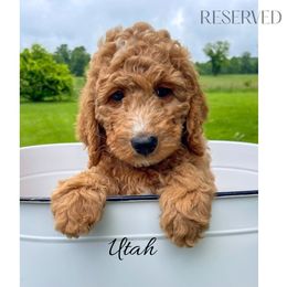 Utah - Red  male Goldendoodle puppy in State Road, North Carolina from Must Love Doodles