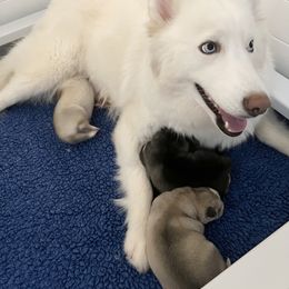 Golden Retriever, Miniature American Shepherd, and Siberian Husky Puppies from HuskiesAndGoldensWithFinesse