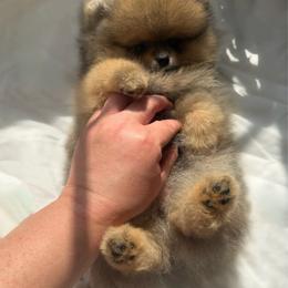 Puddles - Orange sable female Pomeranian puppy in Sacramento, California from Carousel Poodles & Pomeranians