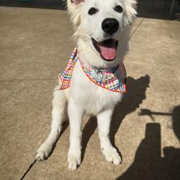 Berger Blanc Suisse and German Shepherd Puppies from Scenic Creek German Shepherds and White Swiss Shepherds