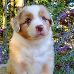 "Britt"ania - Red merle Australian Shepherd puppy in Olympia, Washington from Echelon Australian Shepherds
