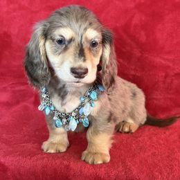 Garrett - Dapple male Dachshund puppy in Lincoln, Arkansas from Red Dirt Dachshunds