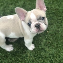 French Bulldog Puppies from Keisha Freeman