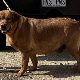 Piglet - Labrador Retriever