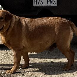 Piglet - Labrador Retriever