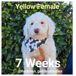 Yellow - Parti female Goldendoodle puppy in Upland, California from Hartman Goldendoodles