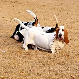 Basset Hound Puppies from Double Branch Basset Hounds