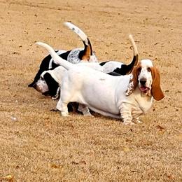 Basset Hound Puppies from Double Branch Basset Hounds