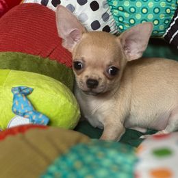 Sammy - Fawn male Chihuahua puppy in Allentown, Pennsylvania from Tsunami Cockers & Chihuahuas
