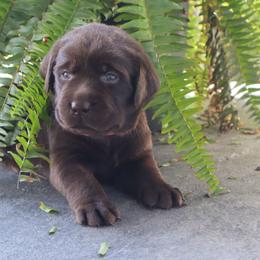 Ocean - Chocolate female Labrador Retriever puppy in Camden, Indiana from Camden's Caring Canines
