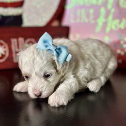 Miracle - White female Poodle puppy in Adolphus, Kentucky from Deerly Poodles