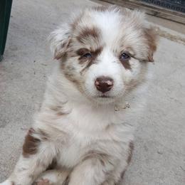 Miniature Australian Shepherds and Toy Australian Shepherds from Heritage Homestead